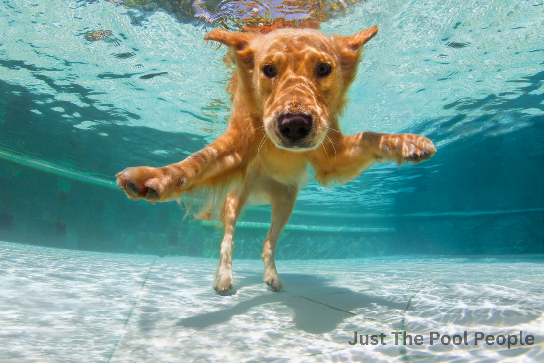 Dogs and Swimming Pools: A Splashing Good Time or Trouble Waiting to Happen?